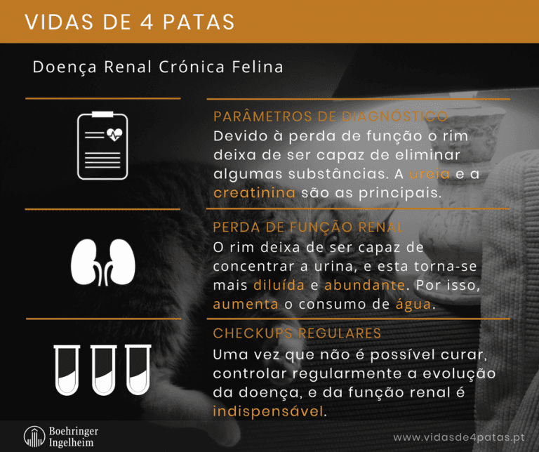 Doença renal crónica felina