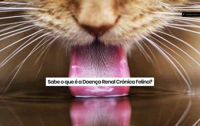 Doença renal crónica felina